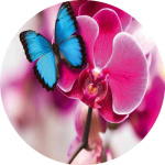 Náplň do osvěžovače POD, SOLO, DUAL F6 - Paradise Nectar